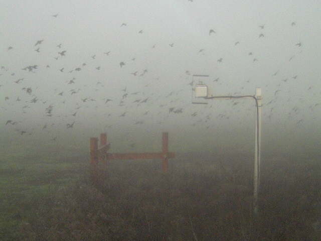 Flock of birds flying in the fog.