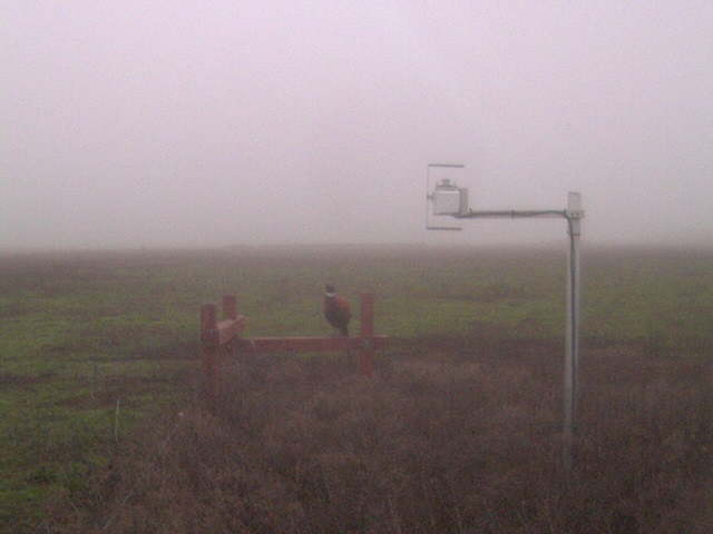 Pheasant on the fence and fog.