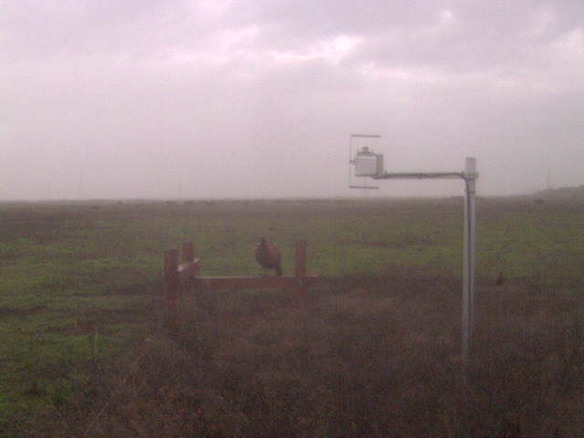 Pheasant on the fence.