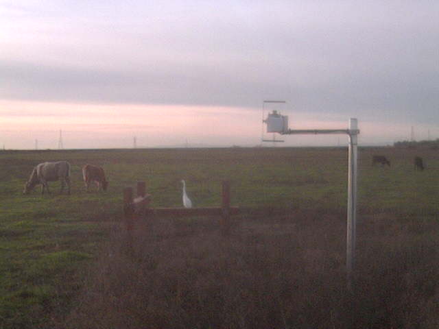 Great Egret in the field.