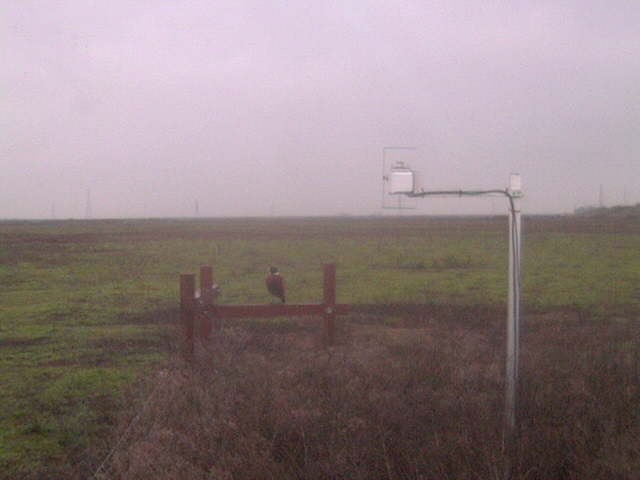 Pheasant on the fence.