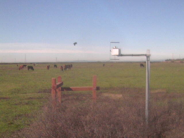 Cows and bird in air.