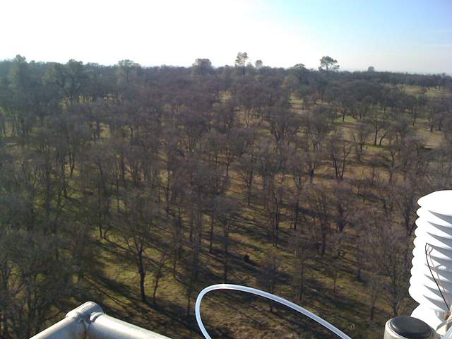 View of leafless oaks from the tower top