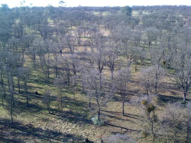View of leafless oaks and new grass from the tower top