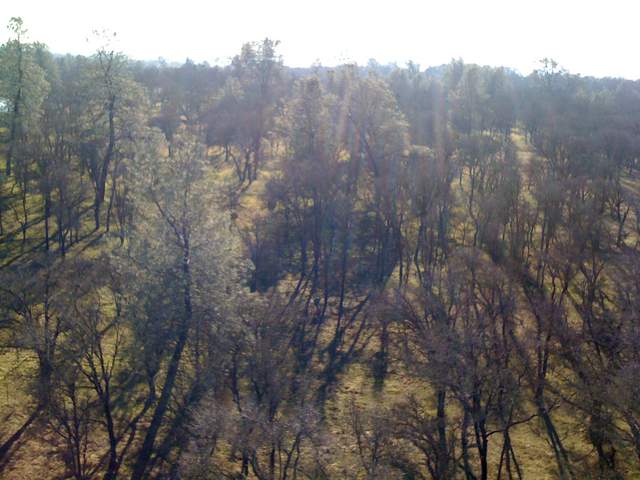 View of oaks and pine from the tower