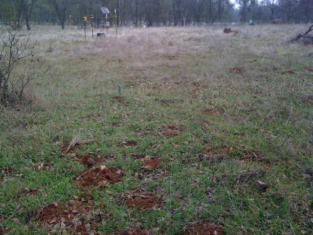 New grass at the oak savanna