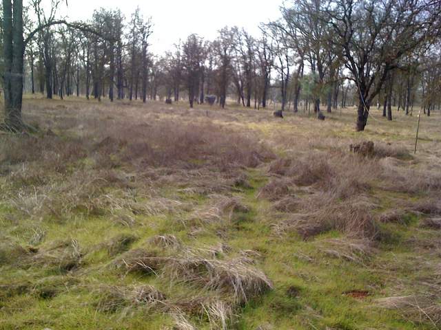 New grass at the oak savanna