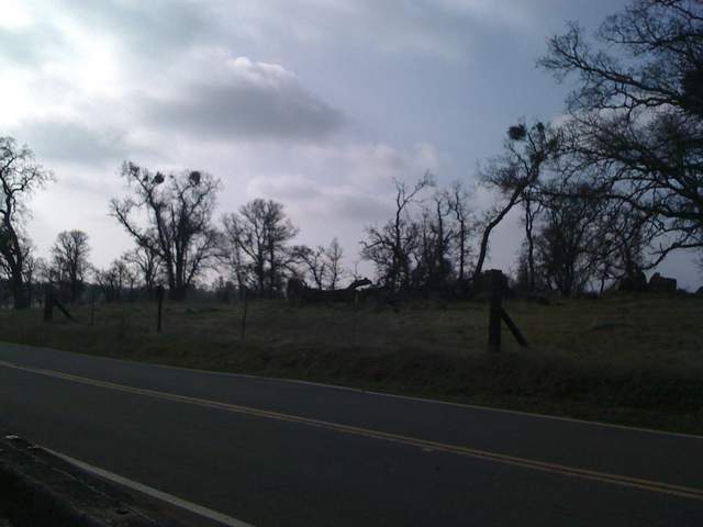 Trees near Irish Hill Road