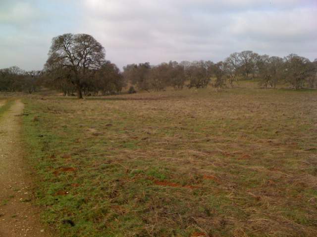 New grass and big tree at the Vaira site