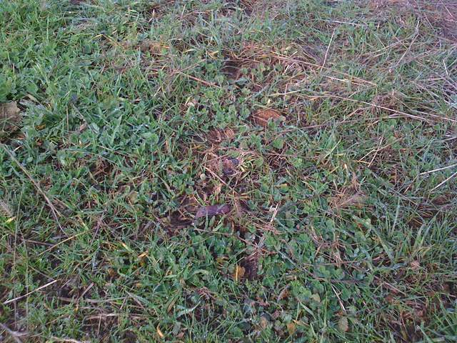 Close up of new grass at the Vaira site