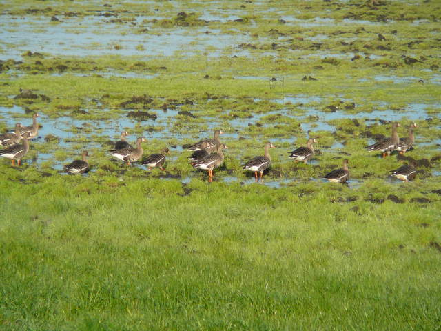 Greater white fronted geese in flooded field