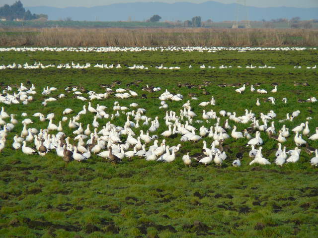 Lots of snow geese and greater white fronted geese on the green fields