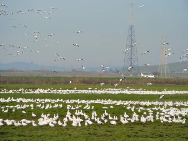 Large flock of geese coming and going in green field