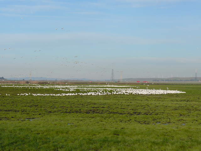 Large flock of geese coming and going in green field