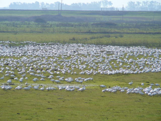 Large flock of geese coming and going in green field