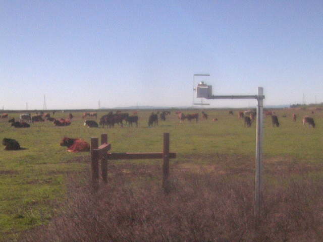 Count the cows!