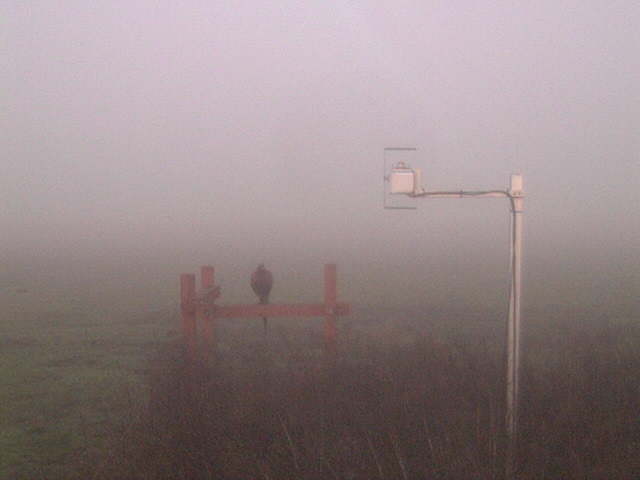 Pheasant in the deep fog.