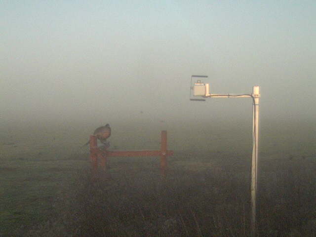 Pheasant in the fog