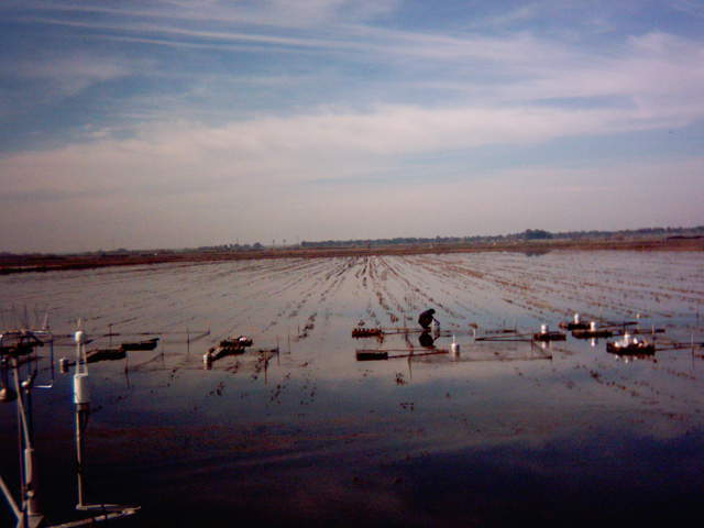 UC Davis fieldwork.