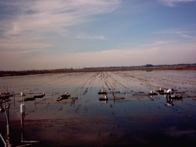 UC Davis fieldwork.