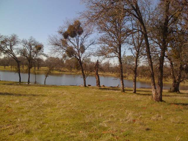Oak trees near Tonzi pond