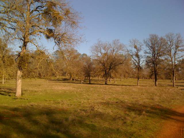 Evening on the oak savanna