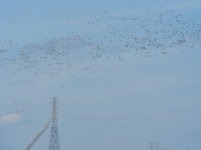 Large flock of geese