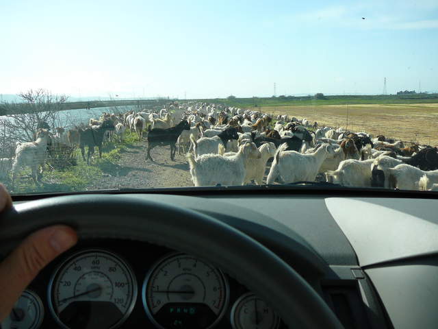  Goats on the slough levee road