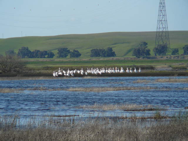 A big group of white pelicans on one of the higher patches