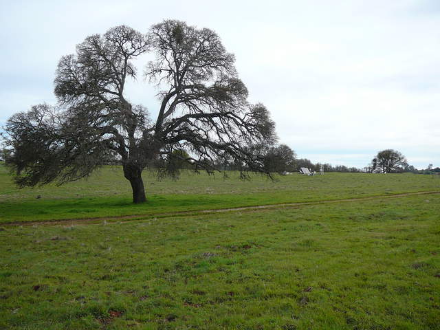  Tree And Site