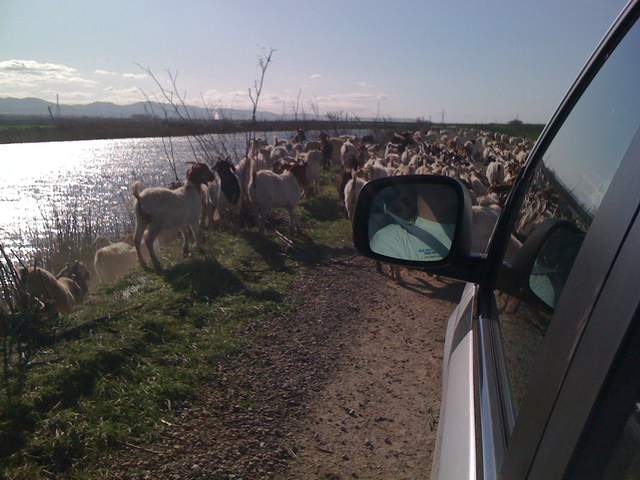 Goats on the slough levee road