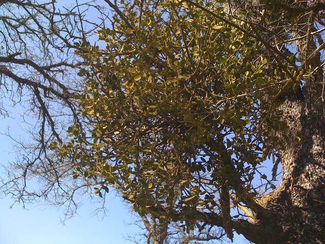 Mistletoe in an oak tree
