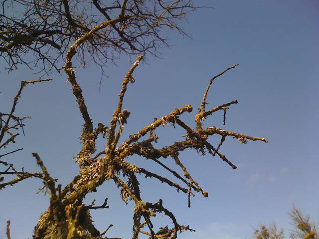 Dead branches covered in lichen
