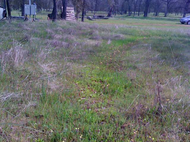 New grass in drainage at the oak savanna
