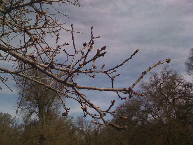 Buds on oak twigs
