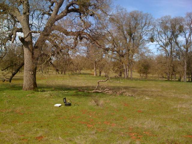 Big tree and soil moist logger at the oak savanna