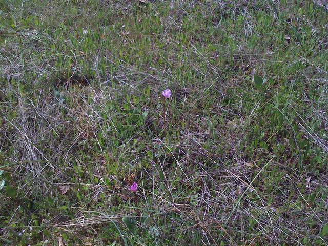 Pink flowers in new grass