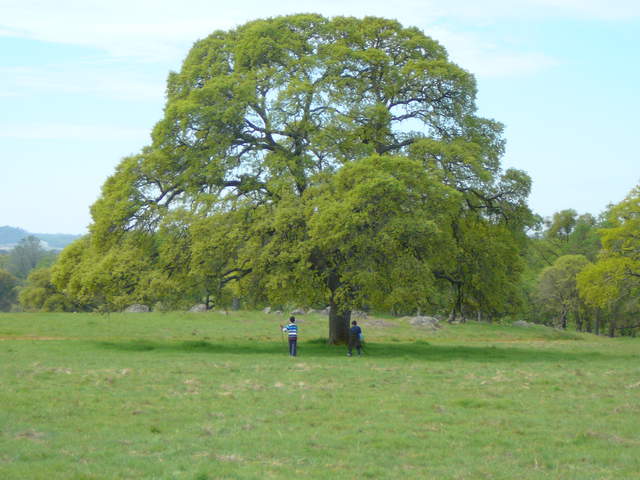  Oak Tree 1