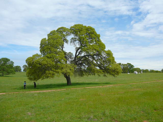  Oak Tree 2