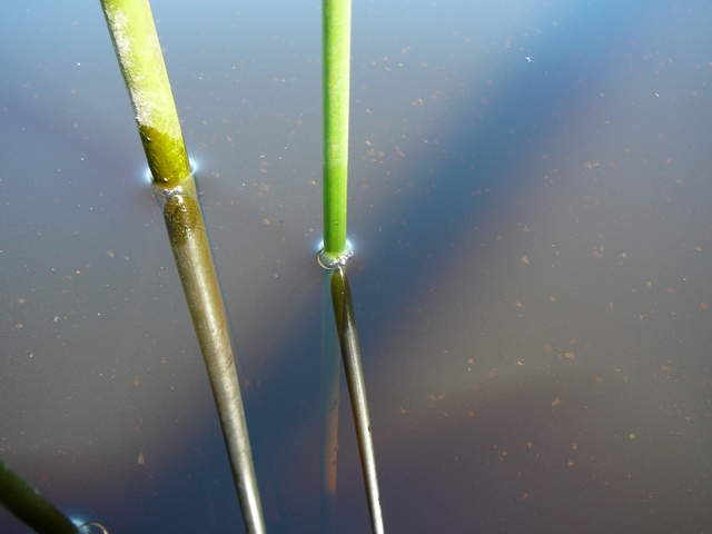 Tule stems reflected refracted in water