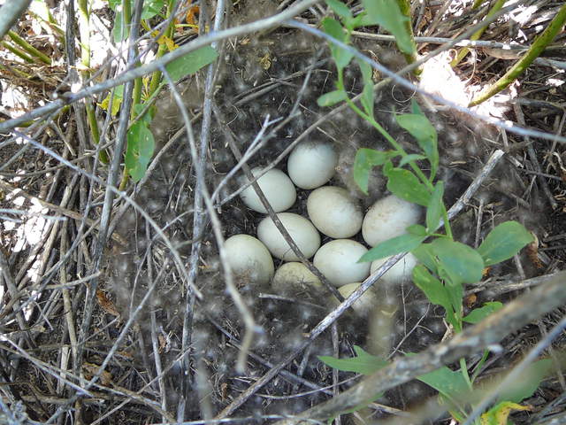 A nest full of mallard eggs