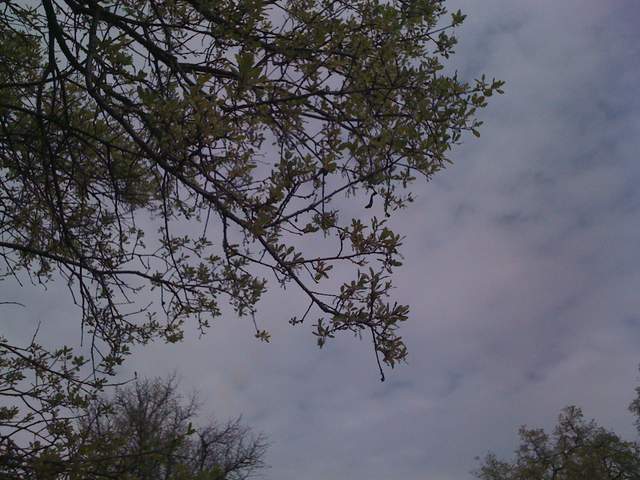 View of sky and oak boughs