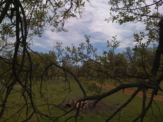 View through oak branches of the savanna