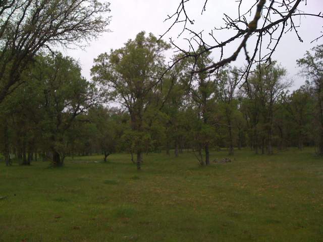 Green oak savanna