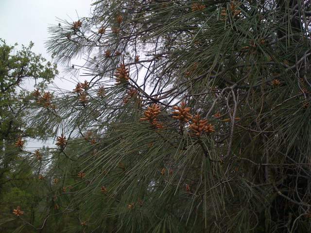 Male flowers on pine branches