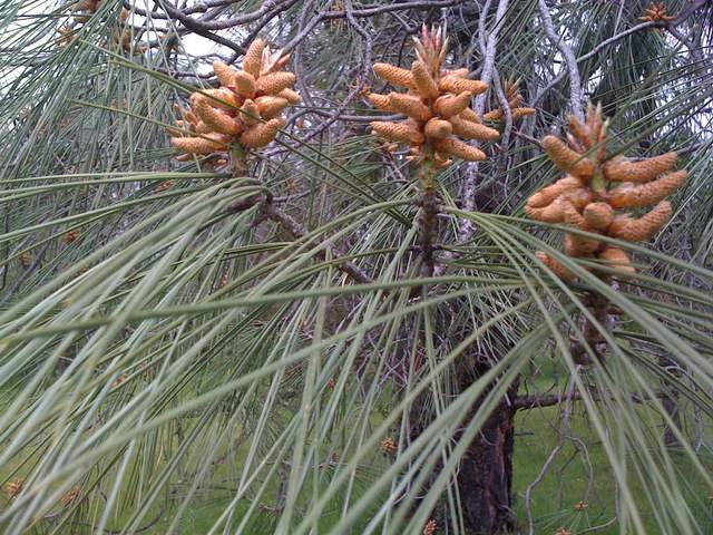 Close up of male flowers on pine branches