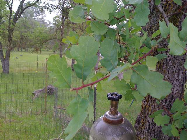 Fresh oak leaves on twig and top of pressure tank