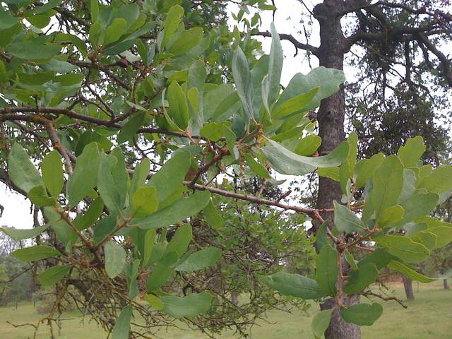 Fresh oak leaves on twigs