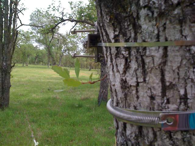 Two dendrometer bands on oak trunk