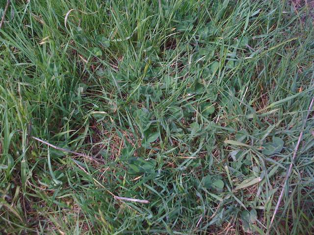 Close up of green grass and clover